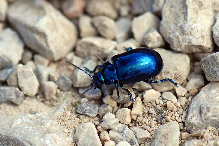 Oreina cfr speciosa
